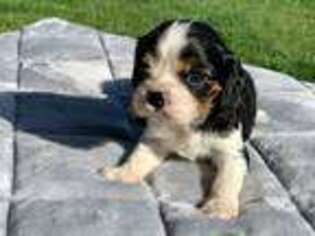 Cavalier King Charles Spaniel Puppy for sale in Medford, OR, USA