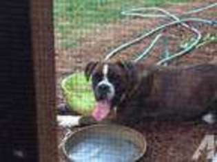 Boxer Puppy for sale in CLEMMONS, NC, USA