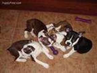 Boston Terrier Puppy for sale in Country Club Hills, IL, USA