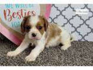 Cavalier King Charles Spaniel Puppy for sale in Kalamazoo, MI, USA