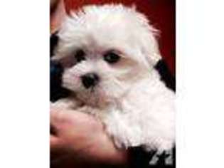 Maltese Puppy for sale in ELKHART, IN, USA