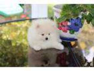 Pomeranian Puppy for sale in TOWNSEND, GA, USA