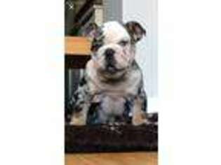 Bulldog Puppy for sale in Winston Salem, NC, USA