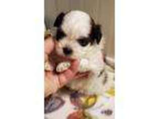 Shih-Poo Puppy for sale in Burton, MI, USA
