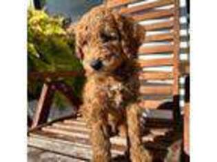 Goldendoodle Puppy for sale in Huntington Beach, CA, USA