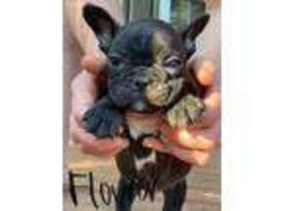 French Bulldog Puppy for sale in Clarkson, KY, USA