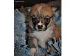 Pembroke Welsh Corgi Puppy for sale in Black Diamond, WA, USA