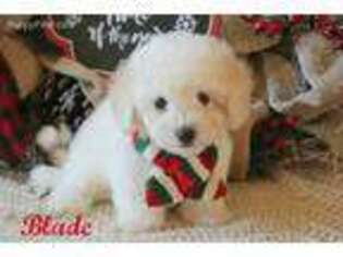 Bichon Frise Puppy for sale in Conway, AR, USA