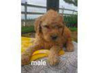 Goldendoodle Puppy for sale in Puyallup, WA, USA