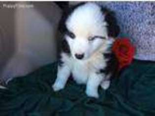 Miniature Australian Shepherd Puppy for sale in Clare, MI, USA