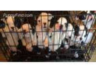 Boston Terrier Puppy for sale in Middlesex, NC, USA