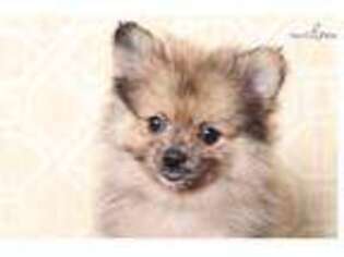 Pomeranian Puppy for sale in San Diego, CA, USA