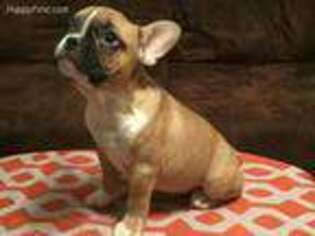 French Bulldog Puppy for sale in Farmington, WV, USA