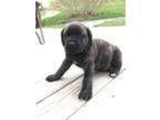 Mastiff Puppy for sale in Wellsboro, PA, USA