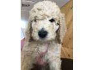 Goldendoodle Puppy for sale in East Millinocket, ME, USA