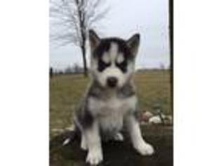 Siberian Husky Puppy for sale in Montgomery, IN, USA