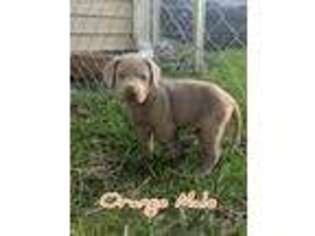 Labrador Retriever Puppy for sale in Dallas Center, IA, USA