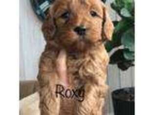 Goldendoodle Puppy for sale in La Center, WA, USA