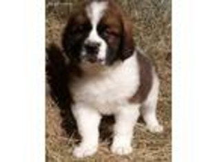 Saint Bernard Puppy for sale in Hartville, OH, USA