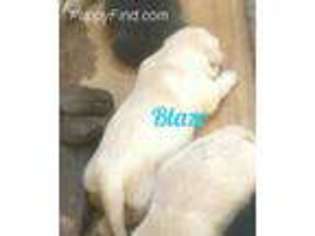 Labrador Retriever Puppy for sale in Rio Rancho, NM, USA