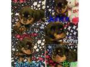 Rottweiler Puppy for sale in Peoria, AZ, USA