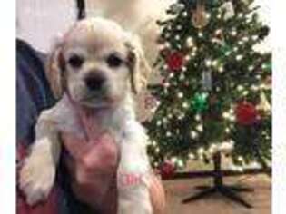Cocker Spaniel Puppy for sale in Welling, OK, USA