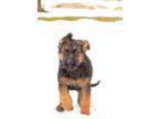 German Shepherd Dog Puppy for sale in Free Soil, MI, USA