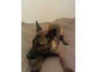 Belgian Malinois Puppy for sale in Colorado Springs, CO, USA