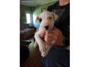 Bull Terrier Puppy for sale in Taylor, TX, USA