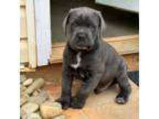 Cane Corso Puppy for sale in Lawrenceville, GA, USA