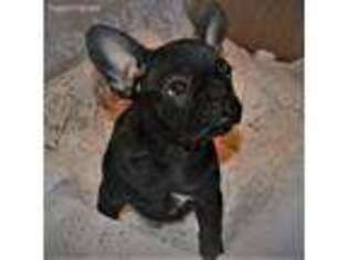 French Bulldog Puppy for sale in Rayville, MO, USA