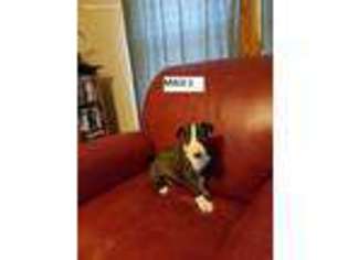 Bull Terrier Puppy for sale in North Lewisburg, OH, USA
