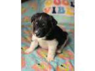 Mutt Puppy for sale in Eatontown, NJ, USA