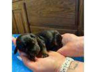 Mutt Puppy for sale in Sherman, TX, USA
