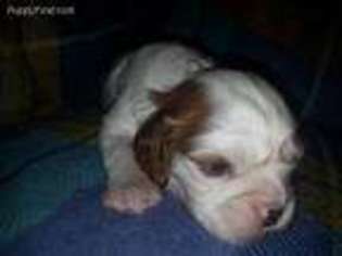 Cavalier King Charles Spaniel Puppy for sale in Stover, MO, USA