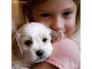 Cavapoo Puppy for sale in Alpharetta, GA, USA