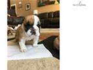 Bulldog Puppy for sale in Ann Arbor, MI, USA