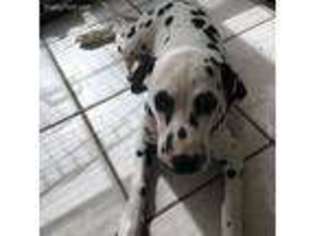 Dalmatian Puppy for sale in Jacksonville, NC, USA