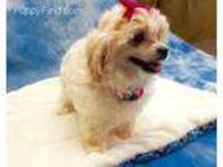 Mutt Puppy for sale in Savoy, TX, USA
