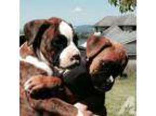 Boxer Puppy for sale in WOODLAND, WA, USA