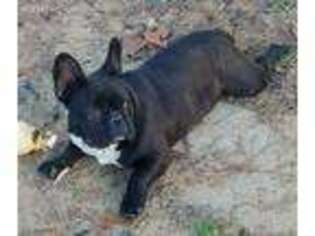 French Bulldog Puppy for sale in Timmonsville, SC, USA
