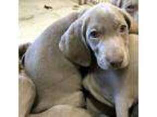 Weimaraner Puppy for sale in Waterford, PA, USA