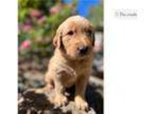 Golden Retriever Puppy for sale in Sedona, AZ, USA