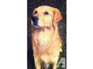 Golden Retriever Puppy for sale in BONHAM, TX, USA