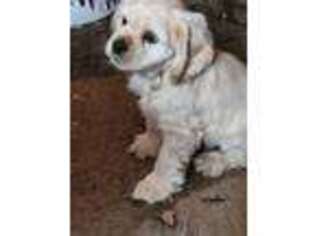 Cocker Spaniel Puppy for sale in Rives Junction, MI, USA