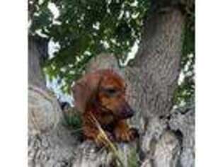 Dachshund Puppy for sale in Tucson, AZ, USA