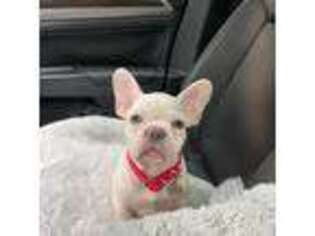 French Bulldog Puppy for sale in Tallahassee, FL, USA