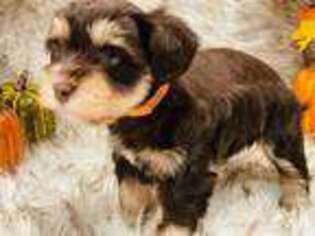 Mutt Puppy for sale in Bridge City, TX, USA
