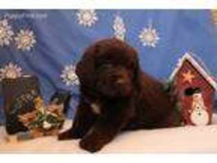 Newfoundland Puppy for sale in Elmer, NJ, USA