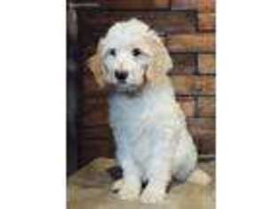Goldendoodle Puppy for sale in Sandpoint, ID, USA